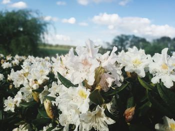 Close-up of white flowering plants against sky