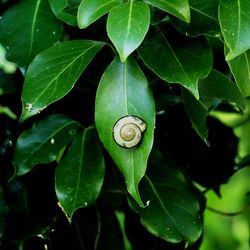 Close-up of snail on plant