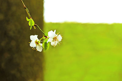 Close-up of white flowering plant