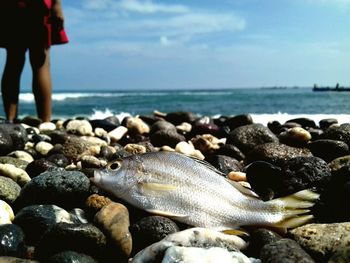 Dead fish on rocks at beach