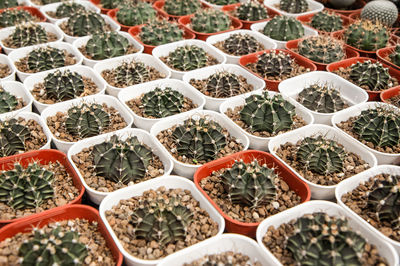 Full frame shot of succulent plants