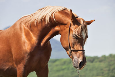 Brown horse standing against clear sky