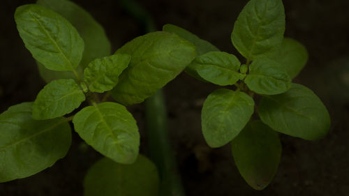 Close-up of green leaves