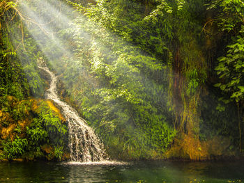 Scenic view of waterfall in forest