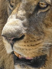 Close-up of lion