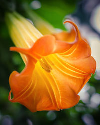 Close-up of orange flowers blooming outdoors