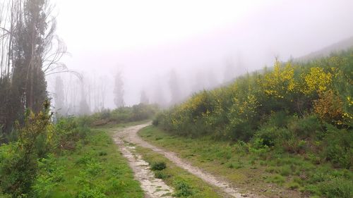 Road amidst plants and trees during foggy weather