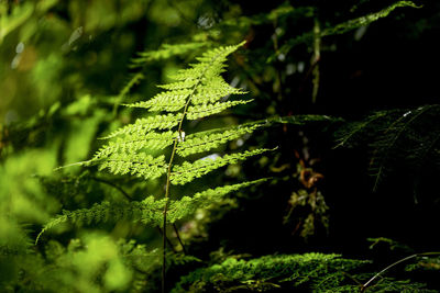 Fern plant in tropical forest on mountain, national park in chiangmai, thailand