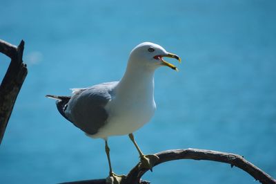 Seagull perching on a sea