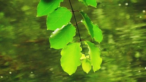 Close-up of leaves