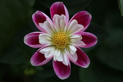 Close-up of flower blooming outdoors