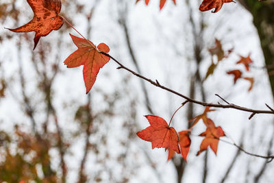 Close-up of maple leaves on tree during autumn