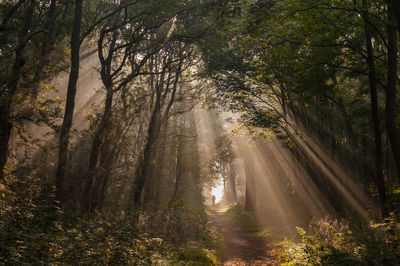 Sunlight streaming through trees in forest