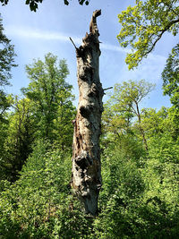 Low angle view of trees in forest against sky