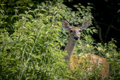 Portrait of deer