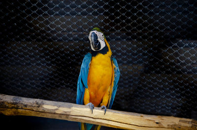 Close-up of a bird perching on cage