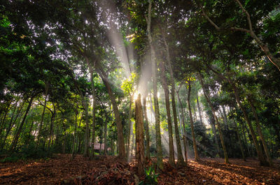 Low angle view of sunlight streaming through trees in forest