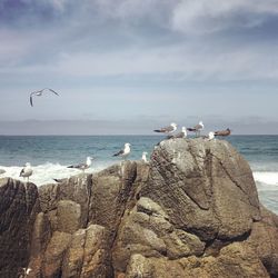 Seagulls perching on groyne by sea against sky