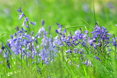 Close-up of english bluebells blooming