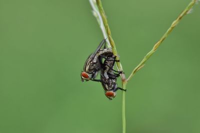 Close-up of insect on leaf