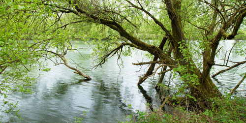 Trees by lake in forest