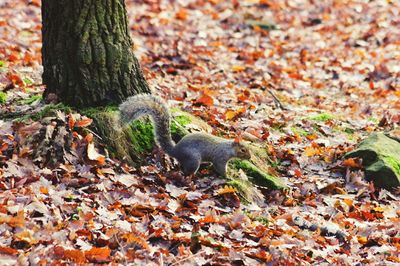 Close-up of squirrel on tree in field