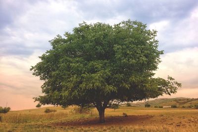 Tree on field against sky