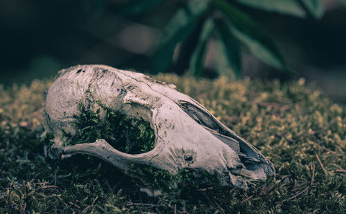 Close-up of animal skull on field