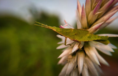 Close-up of white flower plant