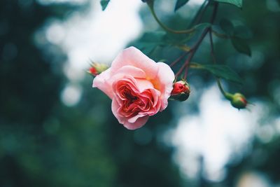 Close-up of rose against blurred background