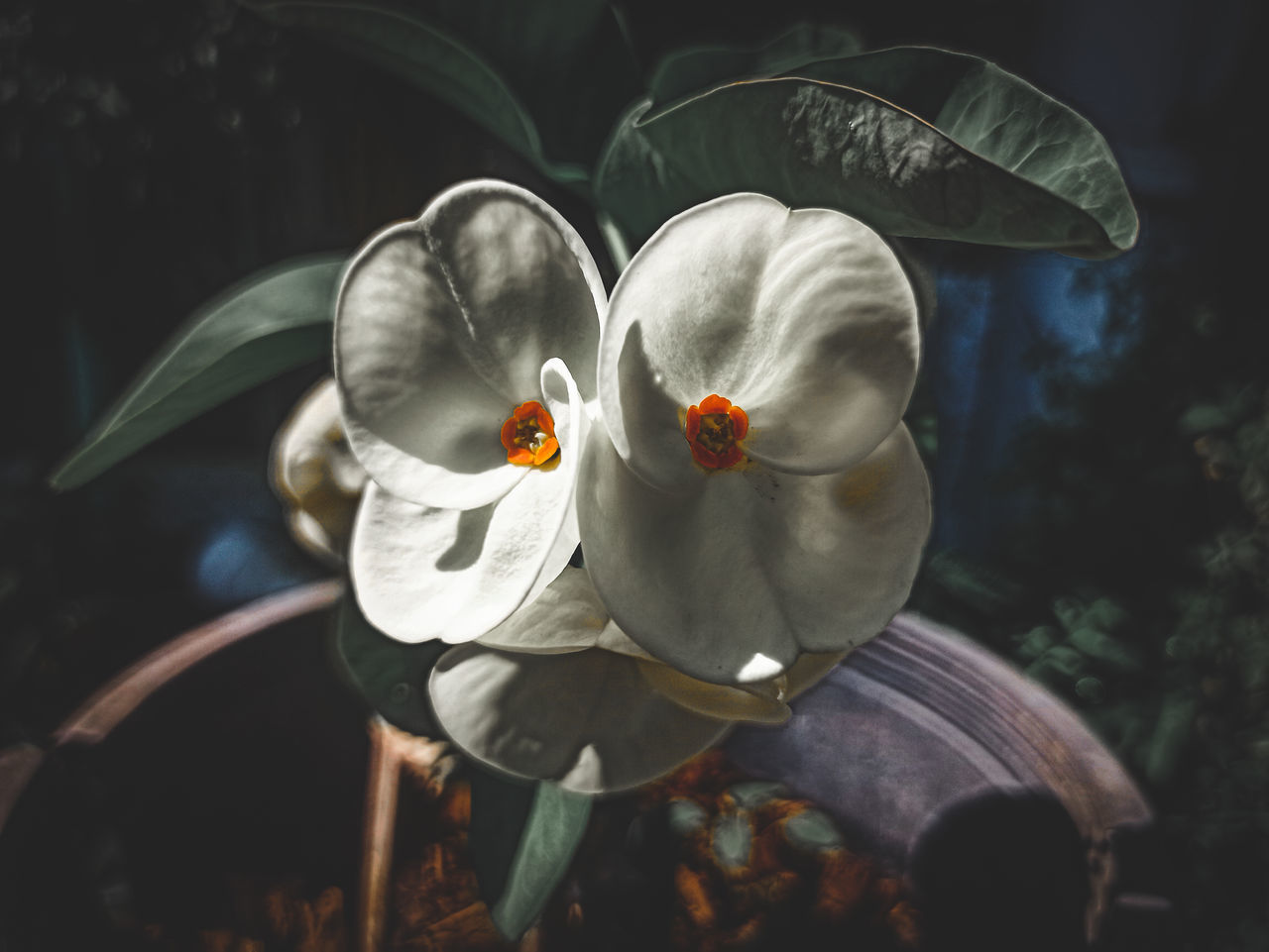 CLOSE-UP OF WHITE FLOWER