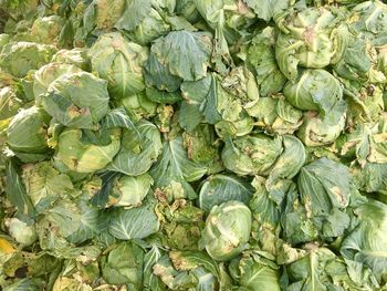 Full frame shot of vegetables