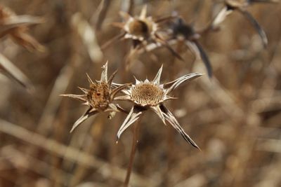 Close-up of dried plant