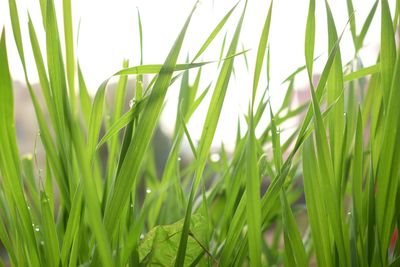 Close-up of grass growing in field
