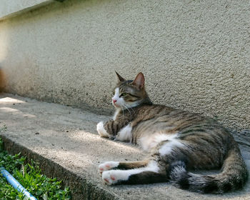 Cat sitting on wall