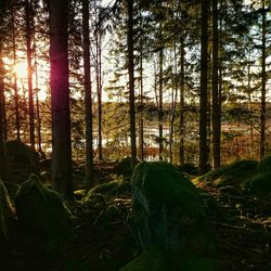 Trees in forest