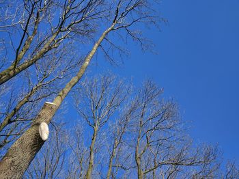 Low angle view of tree against blue sky