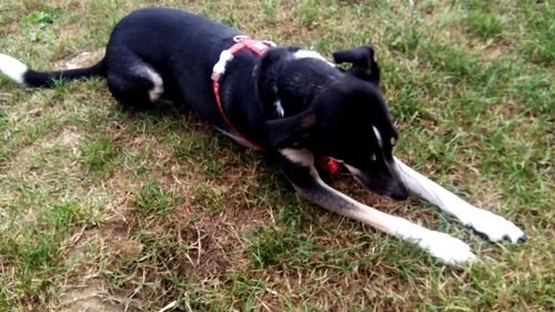 Black dog relaxing on field