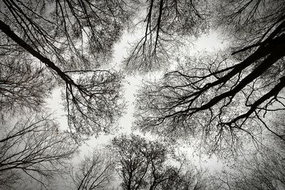 Low angle view of silhouette trees against sky