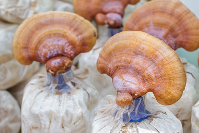 Close-up of mushrooms farming