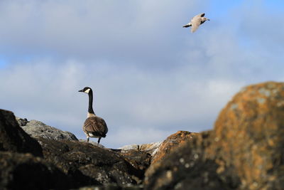 Low angle view of gray heron flying against sky