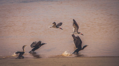 Seagulls flying over lake