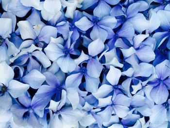 Full frame shot of purple hydrangeas blooming outdoors