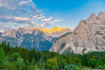 Panoramic view of pine trees and mountains against sky