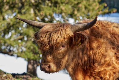 Close-up of a cow