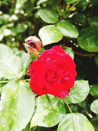 Close-up of red rose blooming outdoors