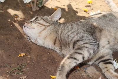 High angle view of tabby cat on field