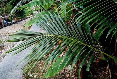 Close-up of a plant