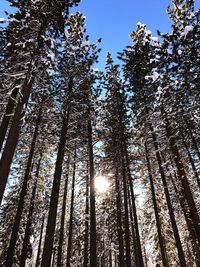 Low angle view of trees against clear sky