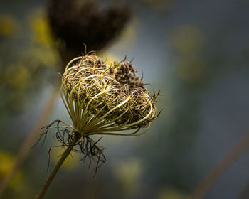 Close-up of dried plant